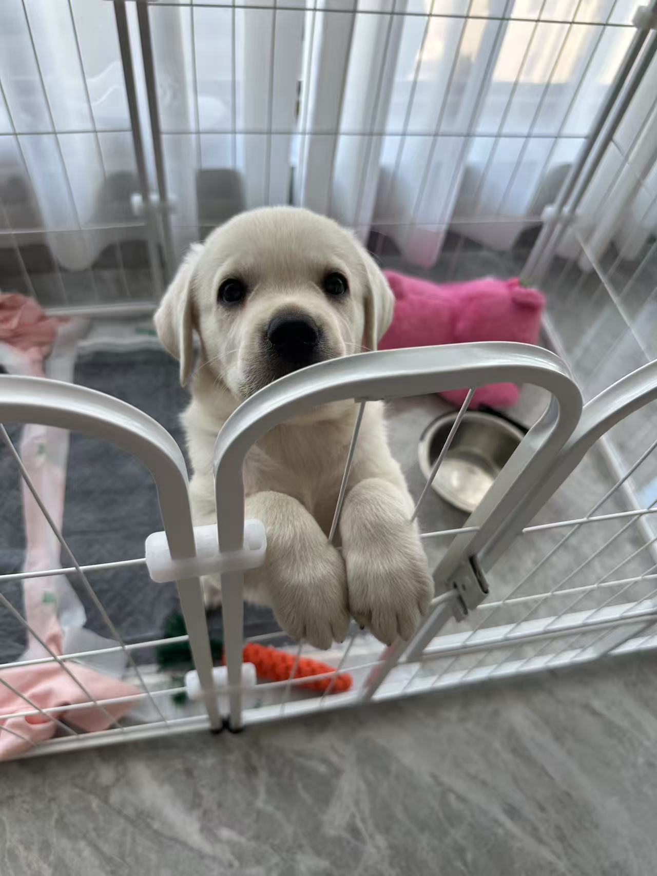 白色拉不拉多幼犬,性格活泼可爱,爱亲近人。